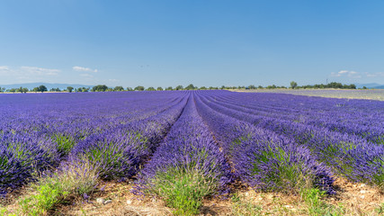 Fototapeta na wymiar Lavendel in voller Blüte, Champ de Levante, Provence, Còte d´Azur, Frankreich