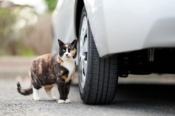 車の隣に立っている三毛猫