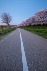 夜明けの空と桜並木と道