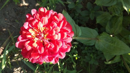 red and white flower