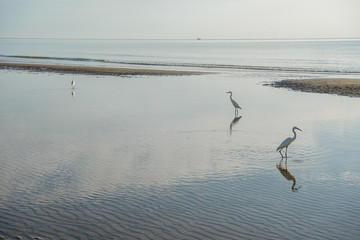 Egretta garzetta or small white heron hunting