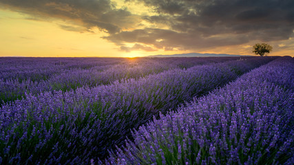 Fototapeta na wymiar Sonnenuntergang über Lavendel in voller Blüte, Champ de Levante, Provence, Còte d´Azur, Frankreich