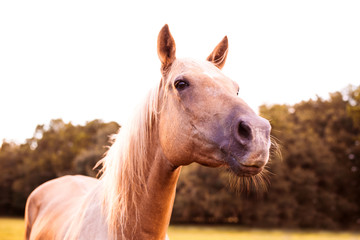 Palomino stallion in green grass pasture at sunset. Cream horse portrait.  © Tanya