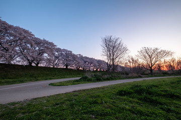 朝の空と道と桜並木