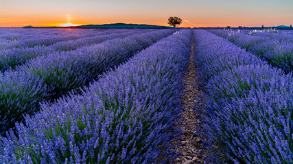 Sonnenuntergang über Lavendel in voller Blüte, Champ de Levante, Provence, Còte d´Azur, Frankreich