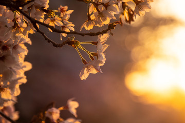 朝の日差しと桜