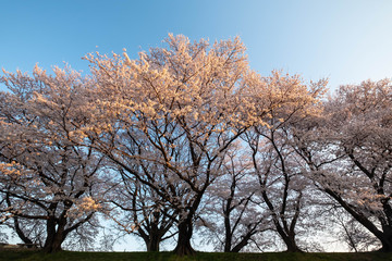 青空と朝日の当たる桜の花