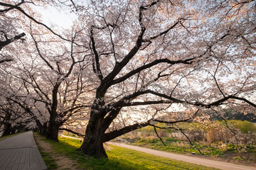 Obraz premium 満開の桜並木と道路