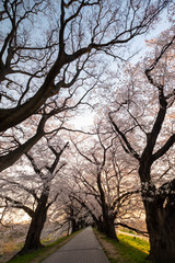 満開の桜並木と歩道