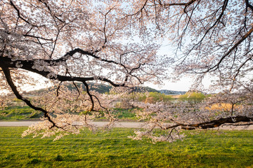 Obraz premium 草に覆われた河川の土手と桜並木