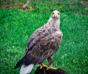 A hawk standing on a tree log