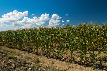 Fototapeta na wymiar Corn is Almost Ripe in the Field! (Dobrogea, Romania)