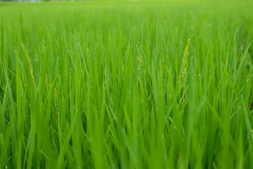 夏の田んぼに成長している綺麗な稲の様子