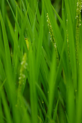 夏の稲の畑にいる小さいバッタの姿