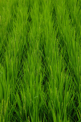 夏の田んぼに成長している綺麗な稲の様子