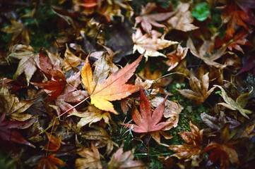 Lots of dry maple leaves on the ground in autumn, dark tones look dreary. No life and desperate.