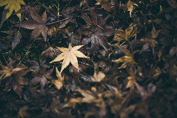 Lots of dry maple leaves on the ground in autumn, dark tones look dreary. No life and desperate.