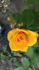 yellow rose on green background