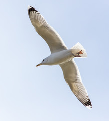 A seagull is flying in the sky.