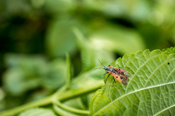 Soldier bug (Spilostethus pandurus) on a leaf