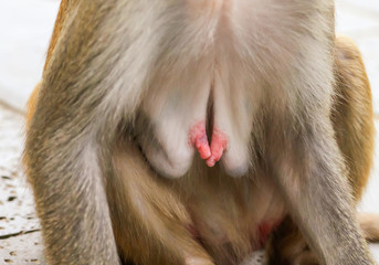 Red nipples on the monkey’s chest
