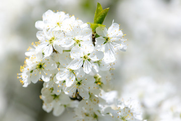 White flowers on a fruit tree on nature