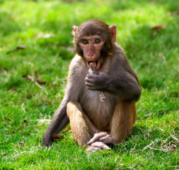 Monkeys eat in the park