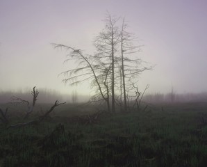 Fototapeta premium misty morning in the forest