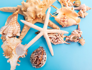 Sea shells and mollusks on a blue background
