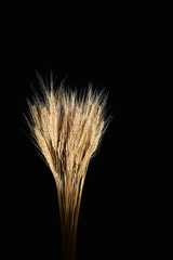 Fototapeta premium Ears of Rye on a black background