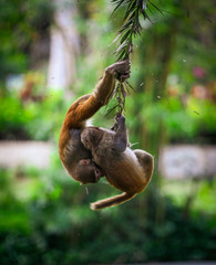 Monkey rides on a palm tree in the park