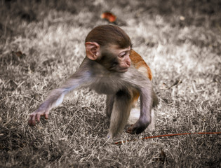 Portrait of a monkey in the park