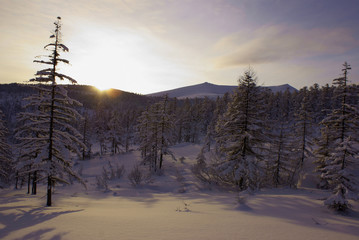 sunset in the forest