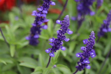 庭のブルーサルビアの花
A flower named  mealy blue sage in the garden.