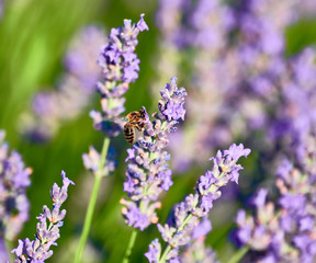 Lavender Flowers with bees in Brihuega
