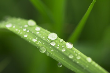  Many drops of  morning dew  on a green leaf macro . Natural background.