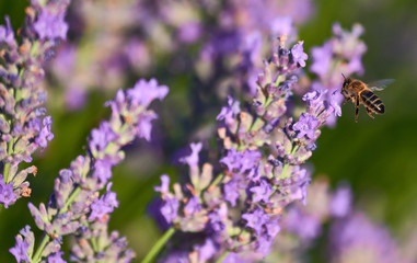 Lavender Flowers with bees in Brihuega
