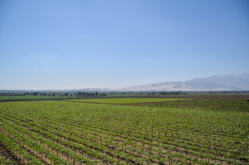 Fototapeta na wymiar Pisco vineyard in Ica, Peru.