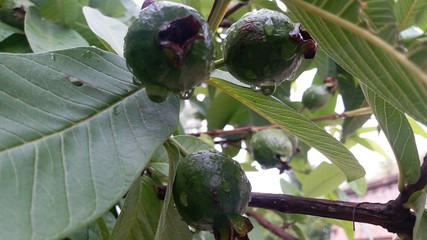 Rain drops on Guawawa Fruit 