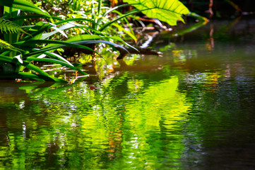 Green plants near the surface of the water on a pond