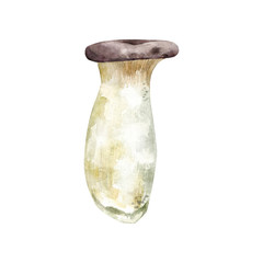 Watercolor eryngii mushroom. Hand drawn illustration of organic toadstool isolated on white. King trompet boletus for recipe, label, packaging design. Natural ingredient for cooking.