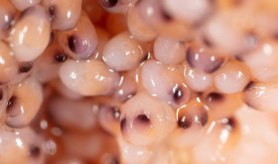 Red caviar in a shrimp as a background