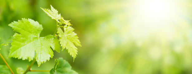 Grape vine in vineyard