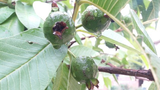 RIn drops on Guawawa Fruit 