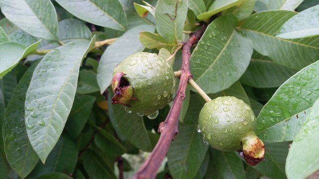 Rain droos on Guawawa Fruit 