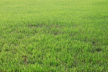 푸른 잔디밭이 보이는 아름다운 풍경