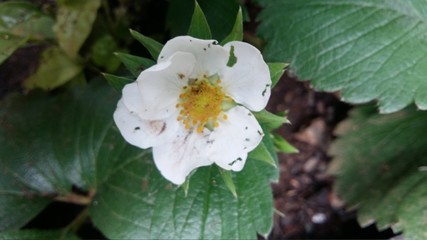 white flower with water drops