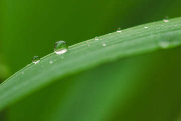 Water drops on green plant leaf. Abstract, organic.