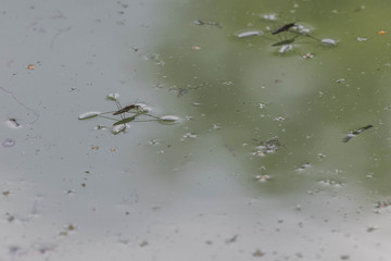 Wasserläufer am Teich
