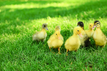 Cute ducklings on green grass
